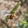 Carpocoris fuscispinus
