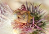 Carpocoris fuscispinus