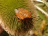 Carpocoris fuscispinus