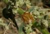 Carpocoris fuscispinus