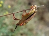 Carpocoris fuscispinus