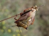 Carpocoris fuscispinus