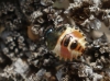 Carpocoris sp. Carpocoris sp.