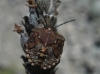 Carpocoris sp. Carpocoris sp.