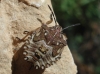 Carpocoris sp. Carpocoris sp.