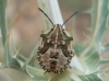 Carpocoris sp. Carpocoris sp.