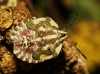 Carpocoris sp. Carpocoris sp.