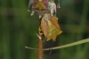 Carpocoris fuscispinus