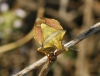 Carpocoris fuscispinus