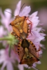 Carpocoris fuscispinus