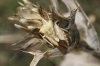Carpocoris fuscispinus