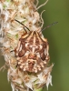 Carpocoris fuscispinus