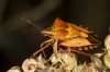 Carpocoris fuscispinus