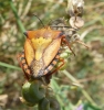 Carpocoris fuscispinus