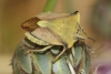 Carpocoris fuscispinus