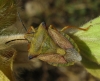 Carpocoris fuscispinus