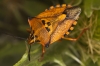 Carpocoris fuscispinus