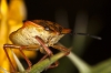 Carpocoris fuscispinus