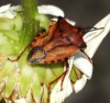 Carpocoris fuscispinus