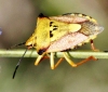 Carpocoris fuscispinus
