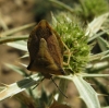 Carpocoris fuscispinus