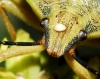 Carpocoris fuscispinus