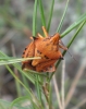 Carpocoris fuscispinus
