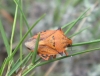 Carpocoris fuscispinus