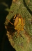 Carpocoris fuscispinus