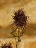 Carpocoris fuscispinus