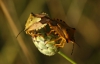 Carpocoris fuscispinus