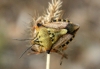 Carpocoris fuscispinus