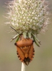 Carpocoris fuscispinus