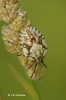 Carpocoris mediterraneus Carpocoris mediterraneus