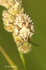 Carpocoris mediterraneus Carpocoris mediterraneus