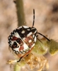 Carpocoris sp. Carpocoris sp.