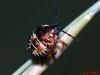 Carpocoris sp. Carpocoris sp.