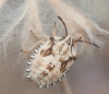 Carpocoris sp. Carpocoris sp.