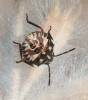 Carpocoris sp. Carpocoris sp.