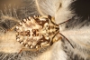 Carpocoris sp. Carpocoris sp.