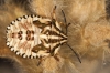 Carpocoris sp. Carpocoris sp.