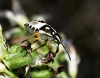 Carpocoris sp. Carpocoris sp.
