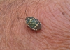 Eurydema fieberi Eurydema fieberi