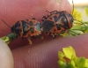 Eurydema ornata Eurydema ornata