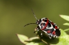 Eurydema ornata Eurydema ornata