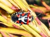 Eurydema ornata Eurydema ornata