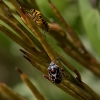 Eurydema ornata Eurydema ornata