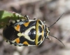 Eurydema ornata Eurydema ornata