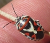 Eurydema ornata Eurydema ornata