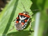 Eurydema ornata Eurydema ornata